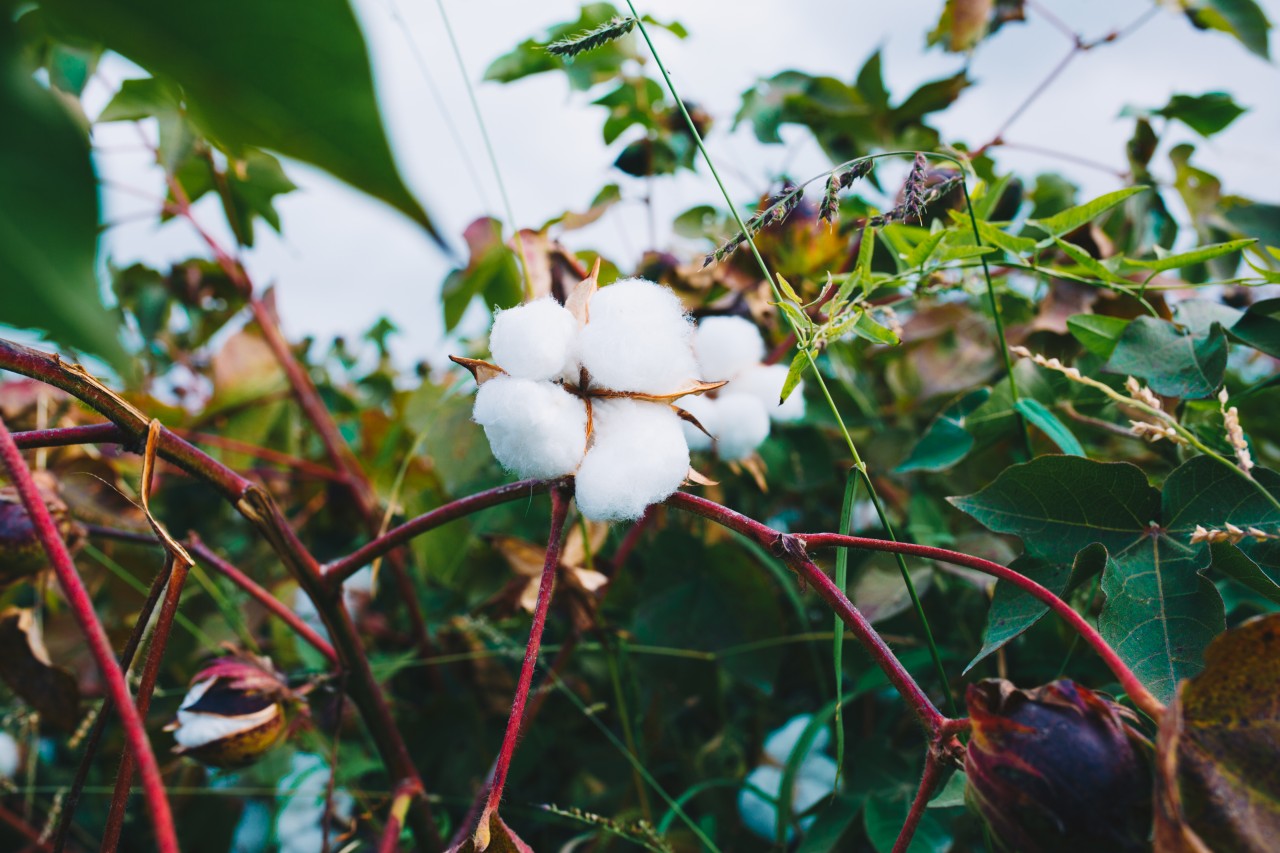 media/image/a-bunch-of-white-cotton-on-the-branch.jpg